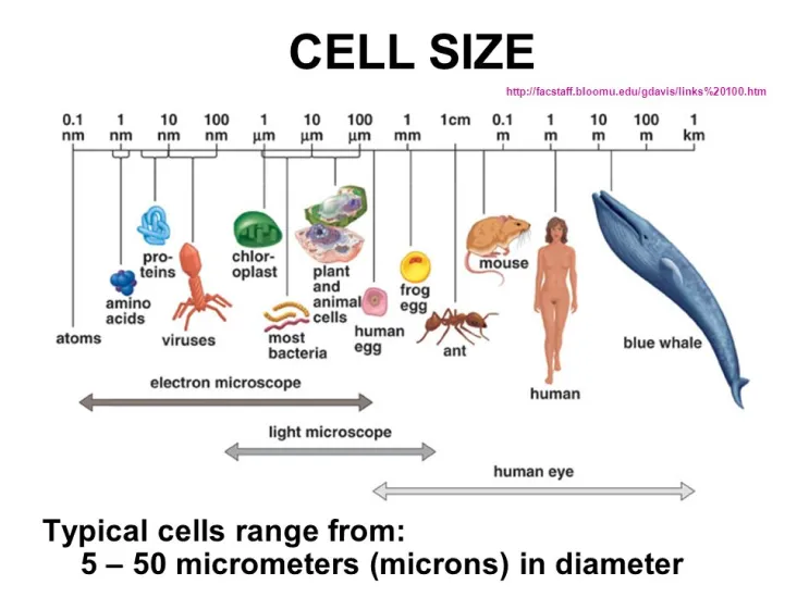 Image from science textbook showing various scales